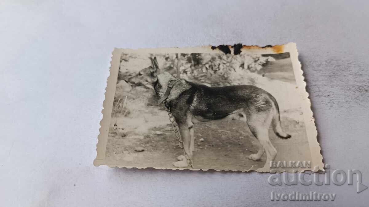 Φωτογραφία Λύκος ράτσας σκύλου