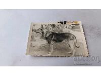 Φωτογραφία Λύκος ράτσας σκύλου