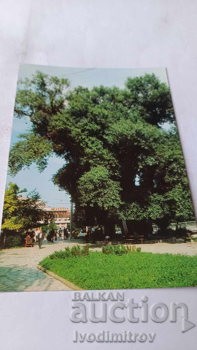 P K Peshtera Η αιωνόβια σπηλιά στον κήπο της πόλης P K Peshtera Η αιωνόβια σπηλιά στον κήπο της πόλης