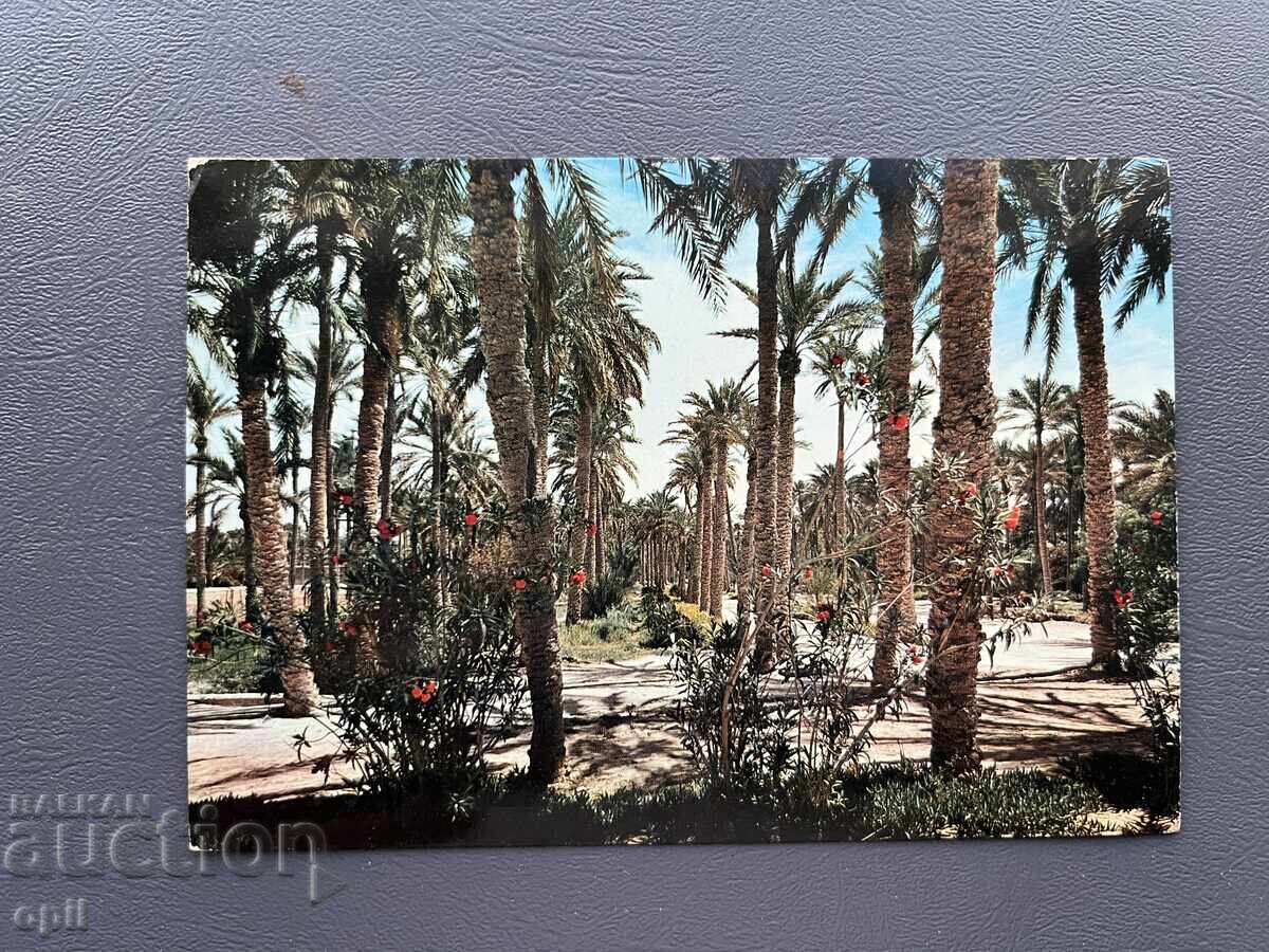 Old Postcard - Algeria 1978