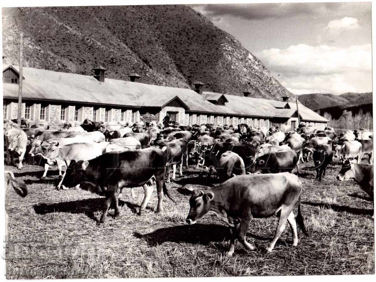 ΜΕΓΑΛΗ ΠΑΛΙΑ ΦΩΤΟΓΡΑΦΙΑ ΜΟΓΓΟΛΙΑ ΑΓΕΛΑΔΟΤΡΟΦΙΚΗ ΕΚΜΕΤΑΛΛΕΥΣΗ Δ994 ΜΕΓΑΛΗ ΠΑΛΙΑ ΦΩΤΟΓΡΑΦΙΑ ΜΟΓΓΟΛΙΑ ΑΓΕΛΑΔΟΤΡΟΦΙΚΗ ΕΚΜΕΤΑΛΛΕΥΣΗ Δ994