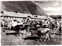 MARE POZĂ VECHE MONGOLIA FERMĂ DE VACI D994