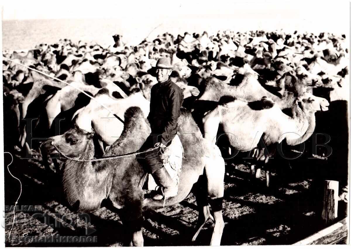 MARE FOTOGRAFIE VECHE MONGOLIA PĂSTOR CU TURMĂ DE CAMELE D995