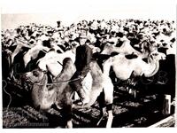 MARE FOTOGRAFIE VECHE MONGOLIA PĂSTOR CU TURMĂ DE CAMELE D995