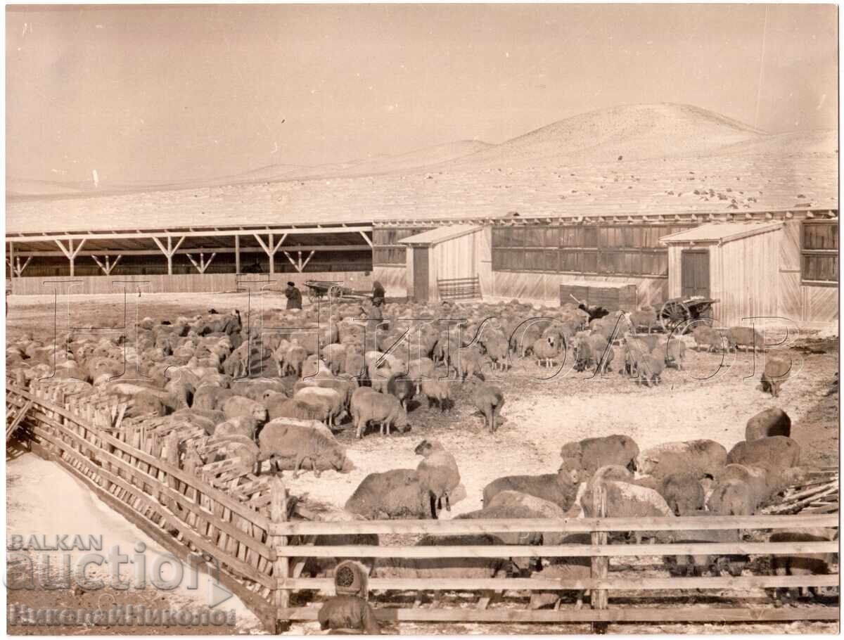 MARE FOTOGRAFIE VECHE MONGOLIA FERMĂ DE OI D996