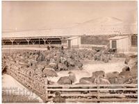 ΜΕΓΑΛΗ ΠΑΛΙΑ ΦΩΤΟΓΡΑΦΙΑ ΜΟΓΓΟΛΙΑ ΠΡΟΒΑΤΟΤΡΟΦΙΚΗ ΕΚΜΕΤΑΛΛΕΥΣΗ Δ996