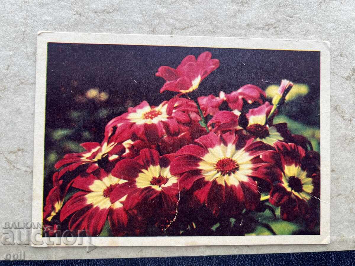 Стара Картичка - СССР - 8 Марта - 1969