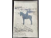 4962 Regatul Bulgariei ofițer călare P.M.B. 1918