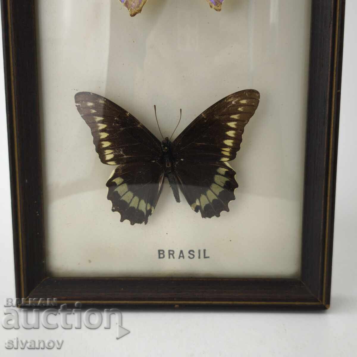 Παρασκευασμένες πεταλούδες σε κορνίζα από Βραζιλία #5891 με τιμή 69.99 BGN | € 35.79