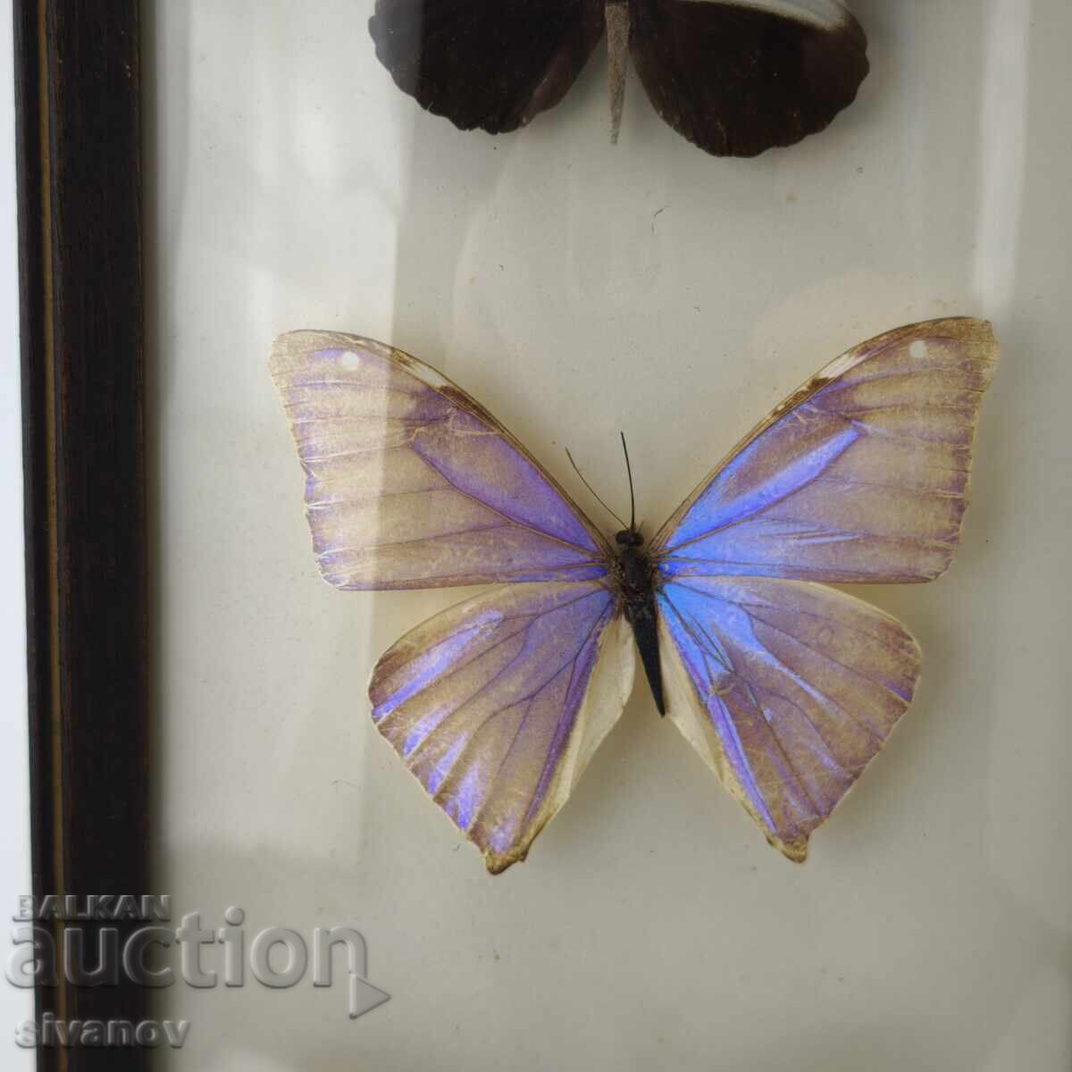 Δημοπρασία Παρασκευασμένες πεταλούδες σε κορνίζα από Βραζιλία #5891