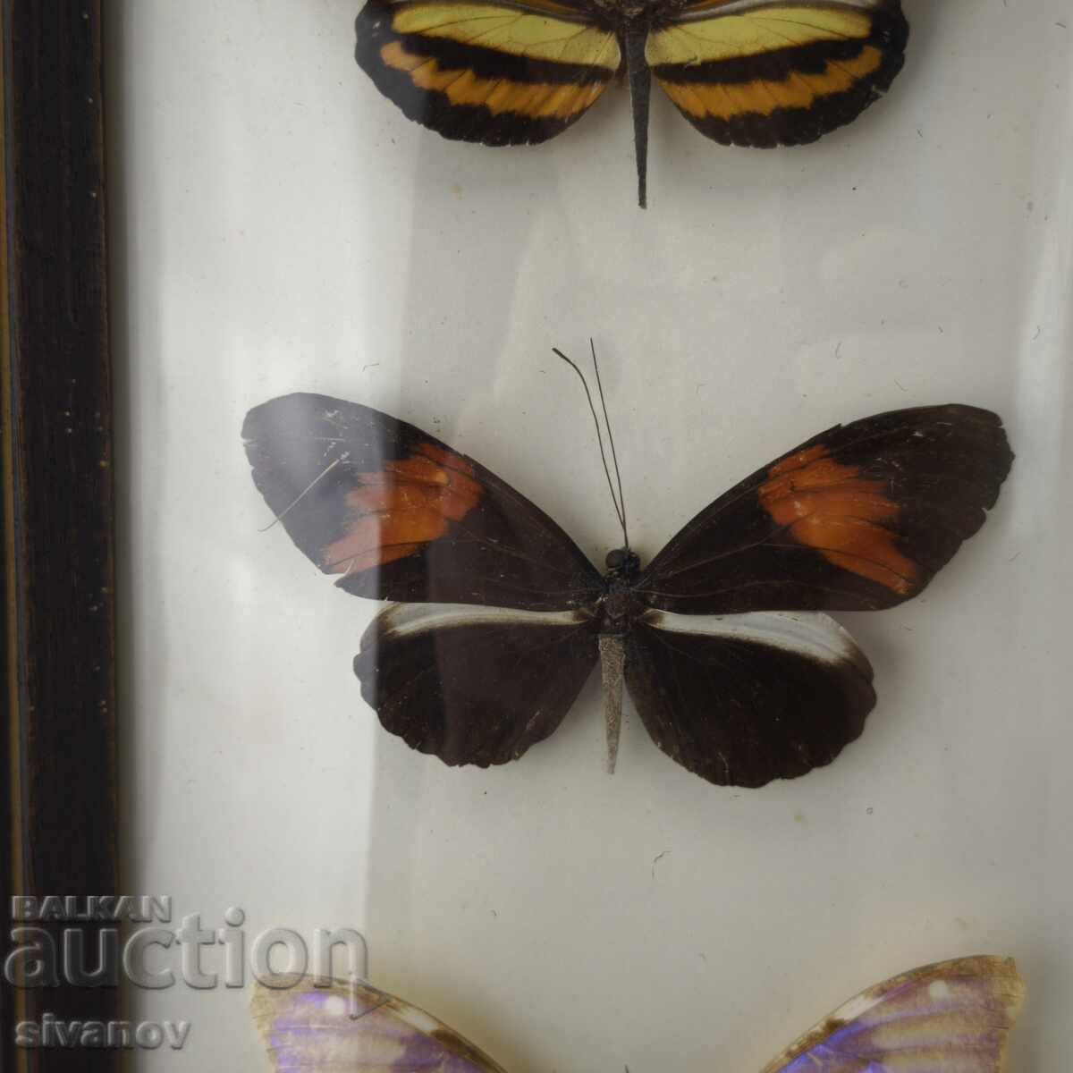 Παράδοση Παρασκευασμένες πεταλούδες σε κορνίζα από Βραζιλία #5891