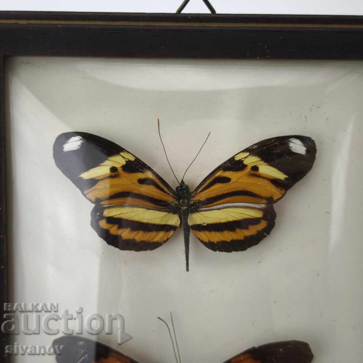 Παρασκευασμένες πεταλούδες σε κορνίζα από Βραζιλία #5891 - 5