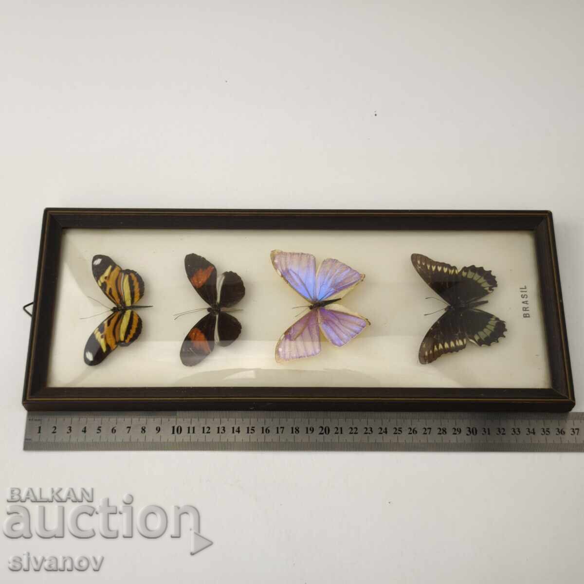 Παρασκευασμένες πεταλούδες σε κορνίζα από Βραζιλία #5891 - 6