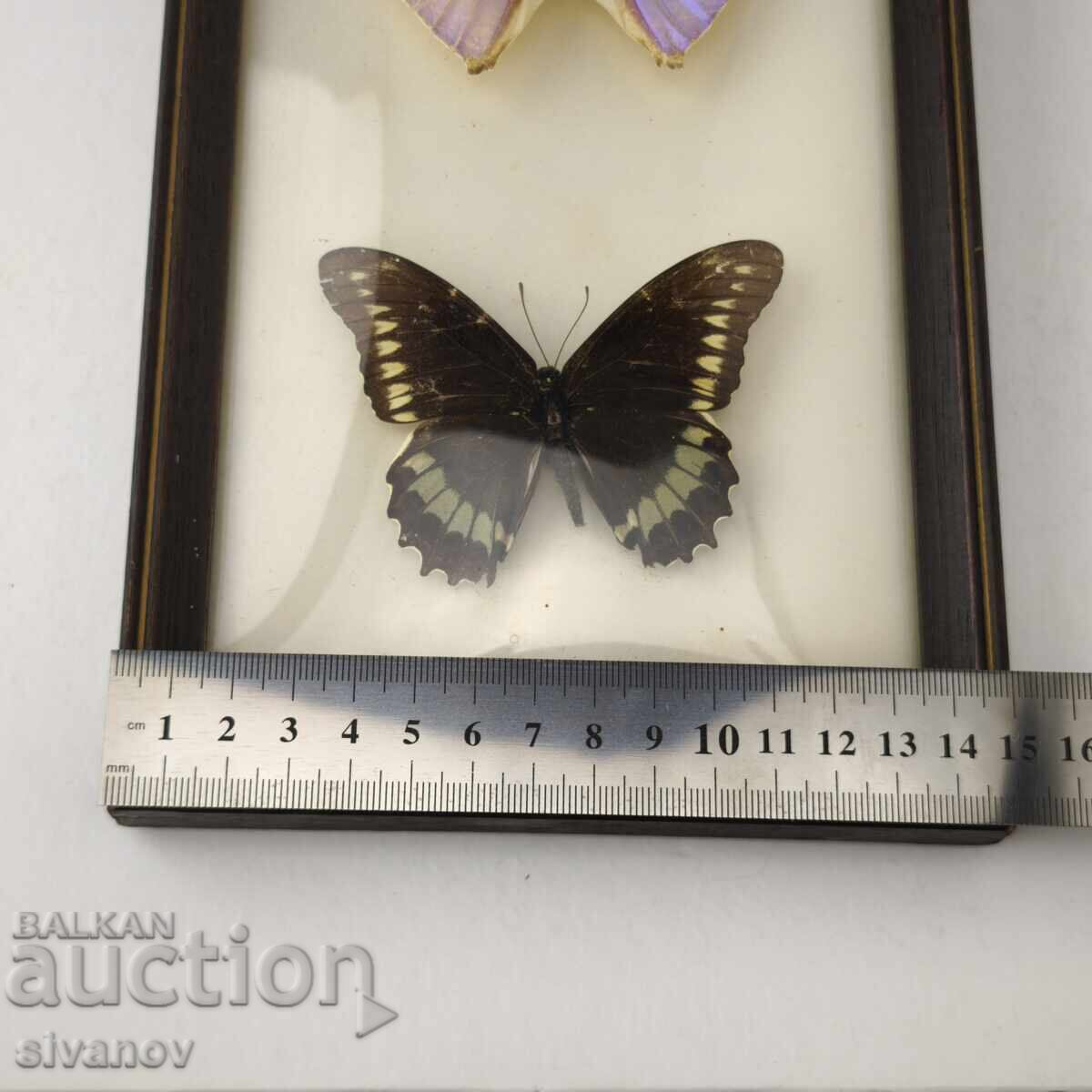 Παρασκευασμένες πεταλούδες σε κορνίζα από Βραζιλία #5891 - 7