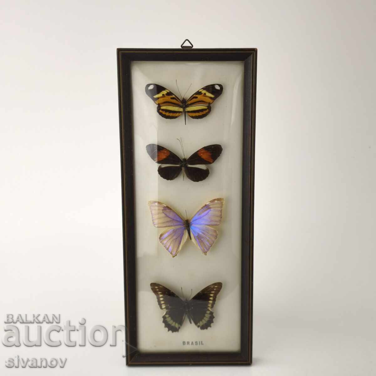 Παρασκευασμένες πεταλούδες σε κορνίζα από Βραζιλία #5891