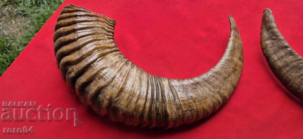 Horns - Chieftain - Trophy with price 71.10 BGN | € 36.35