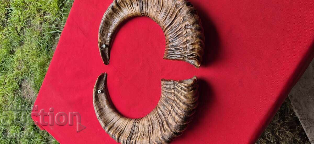 Delivery of Horns - Chieftain - Trophy