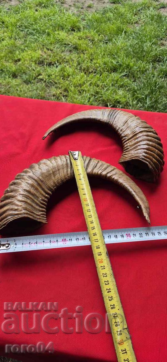 Horns - Chieftain - Trophy - 5