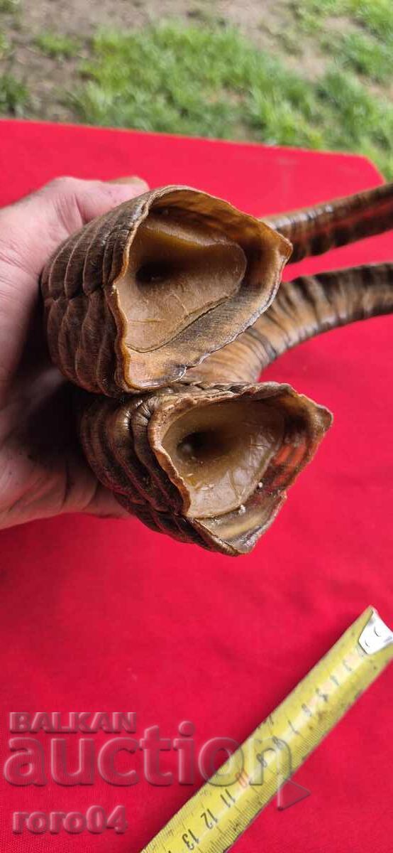 Horns - Chieftain - Trophy - 6