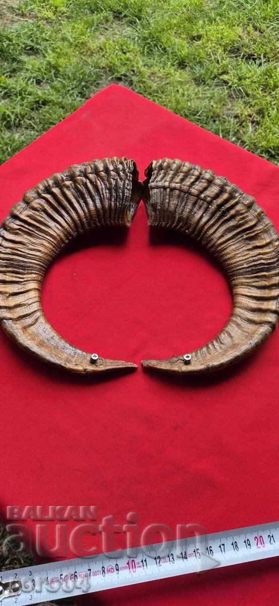 Horns - Chieftain - Trophy - 7