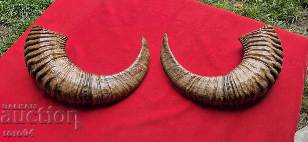 Horns - Chieftain - Trophy