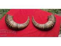 COARNE - CHIFT - TROFEU