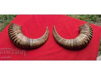 РОГА - ЧИФТ - ТРОФЕЙ