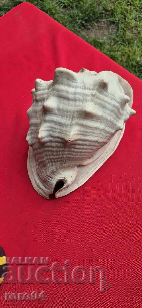 РАКОВИНА - ПРЕКРАСНА - ГОЛЯМА с цена 95.00 лв. | € 48.57 РАКОВИНА - ПРЕКРАСНА - ГОЛЯМА с цена 95.00 лв. | € 48.57