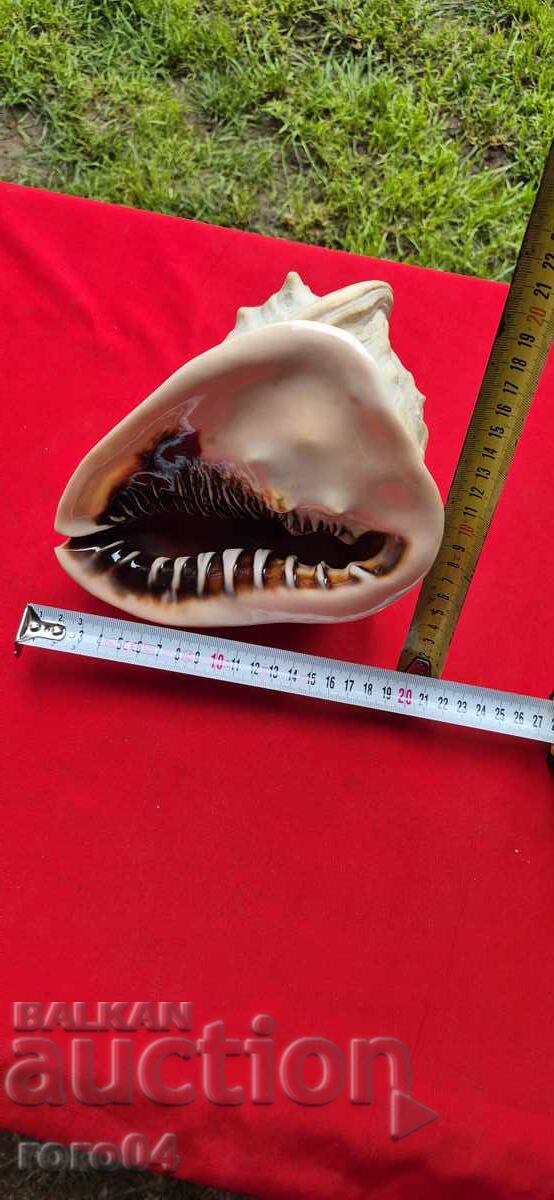 Аукцион РАКОВИНА - ПРЕКРАСНА - ГОЛЯМА Аукцион РАКОВИНА - ПРЕКРАСНА - ГОЛЯМА