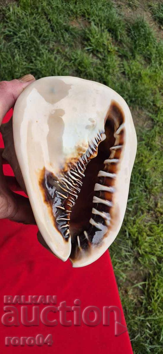 Доставка на РАКОВИНА - ПРЕКРАСНА - ГОЛЯМА Доставка на РАКОВИНА - ПРЕКРАСНА - ГОЛЯМА