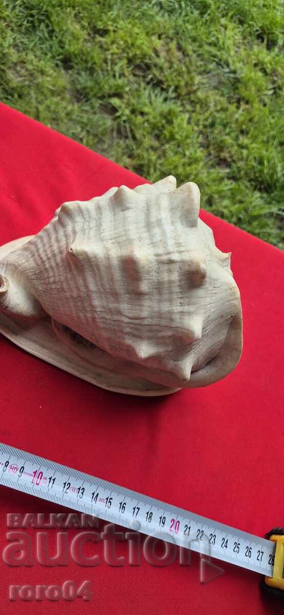 РАКОВИНА - ПРЕКРАСНА - ГОЛЯМА - 5 РАКОВИНА - ПРЕКРАСНА - ГОЛЯМА - 5