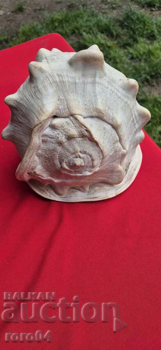 РАКОВИНА - ПРЕКРАСНА - ГОЛЯМА - 6 РАКОВИНА - ПРЕКРАСНА - ГОЛЯМА - 6