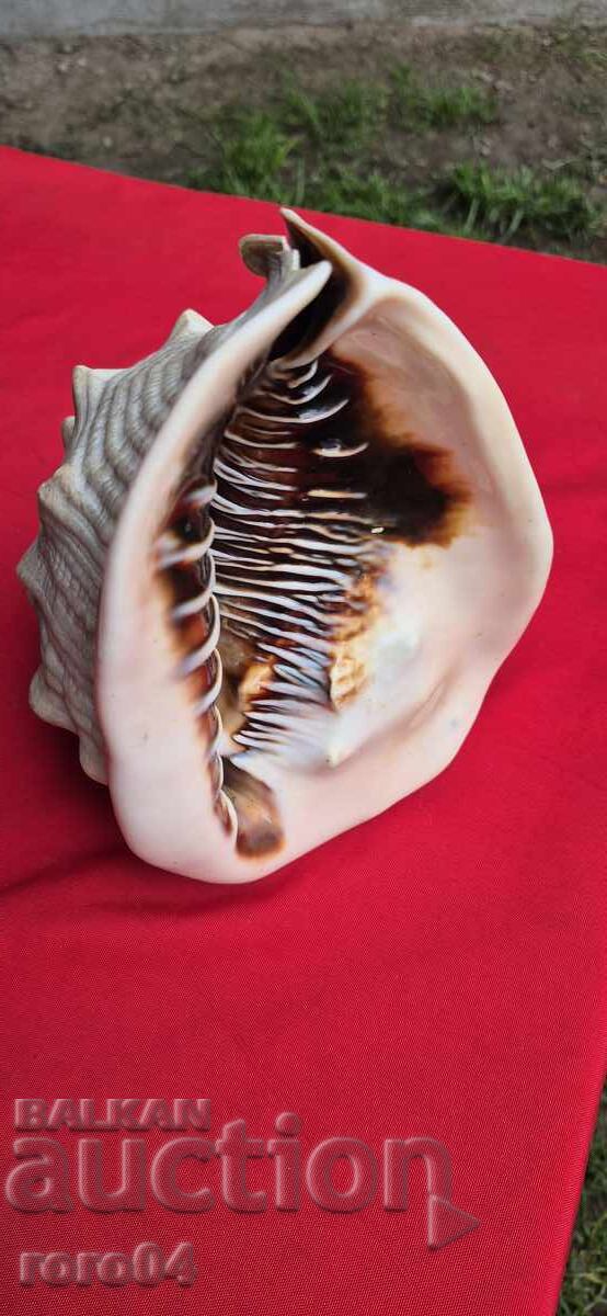 РАКОВИНА - ПРЕКРАСНА - ГОЛЯМА - 7 РАКОВИНА - ПРЕКРАСНА - ГОЛЯМА - 7