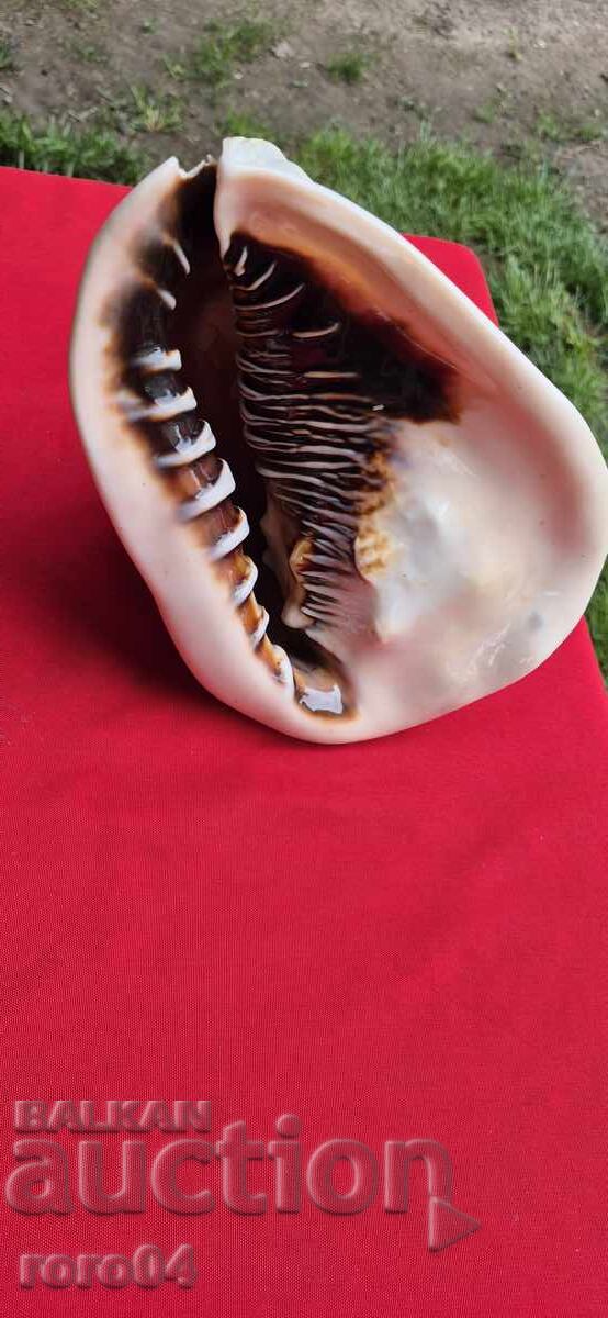 РАКОВИНА - ПРЕКРАСНА - ГОЛЯМА РАКОВИНА - ПРЕКРАСНА - ГОЛЯМА