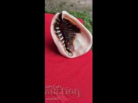 РАКОВИНА - ПРЕКРАСНА - ГОЛЯМА