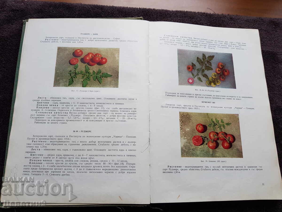 Trial of vegetable crops 1966 - 5