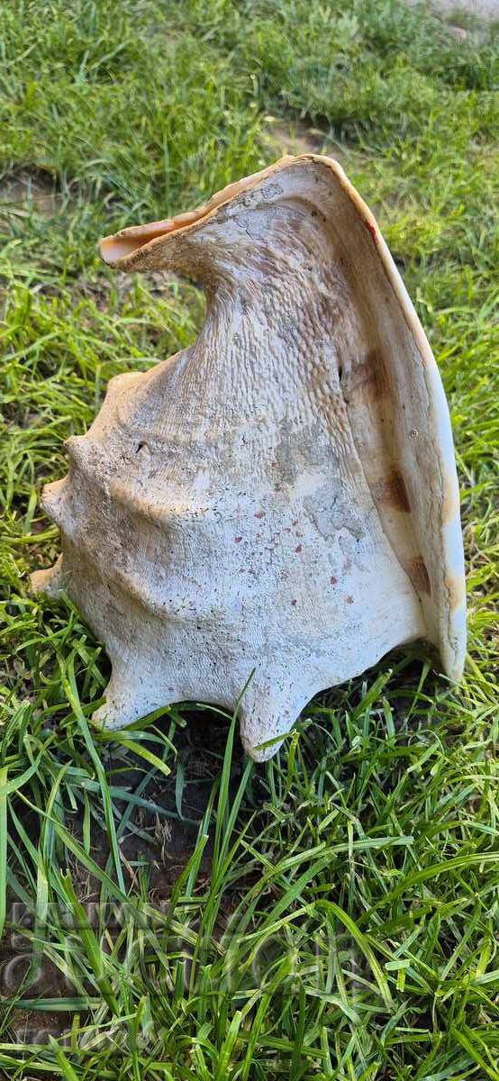 ΚΟΧΥΛΙ - ΥΠΕΡΟΧΟ - ΤΕΡΑΣΤΙΟ με τιμή 103.50 BGN | € 52.92