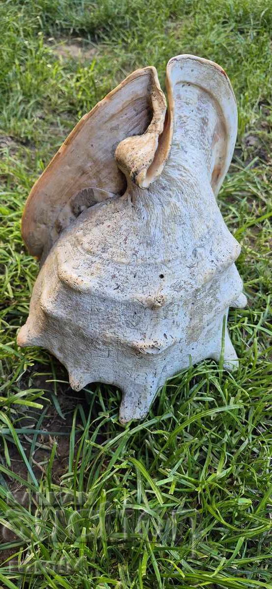 Δημοπρασία ΚΟΧΥΛΙ - ΥΠΕΡΟΧΟ - ΤΕΡΑΣΤΙΟ