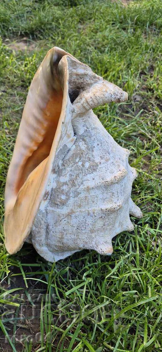 Παράδοση ΚΟΧΥΛΙ - ΥΠΕΡΟΧΟ - ΤΕΡΑΣΤΙΟ