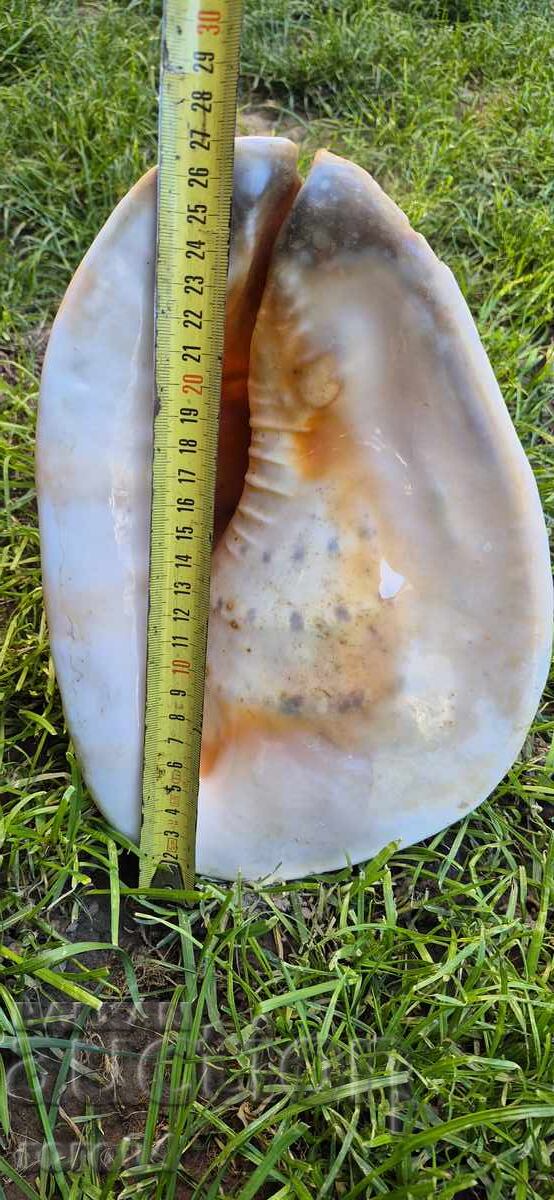 ΚΟΧΥΛΙ - ΥΠΕΡΟΧΟ - ΤΕΡΑΣΤΙΟ - 5