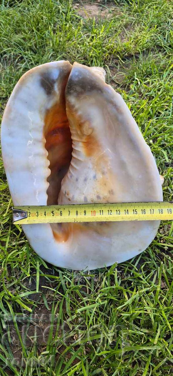 ΚΟΧΥΛΙ - ΥΠΕΡΟΧΟ - ΤΕΡΑΣΤΙΟ - 6