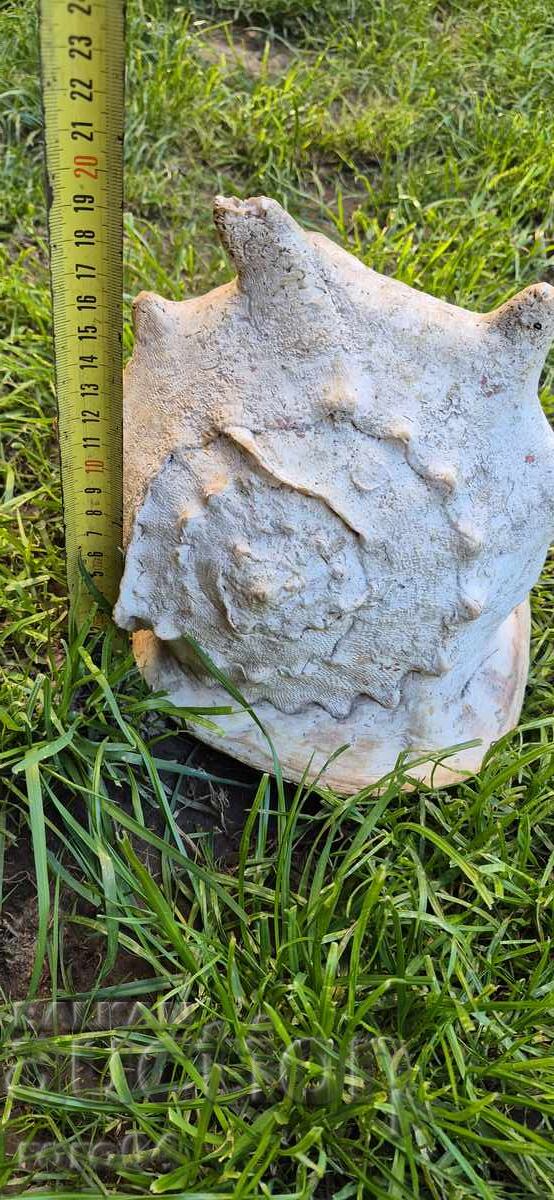 ΚΟΧΥΛΙ - ΥΠΕΡΟΧΟ - ΤΕΡΑΣΤΙΟ - 7