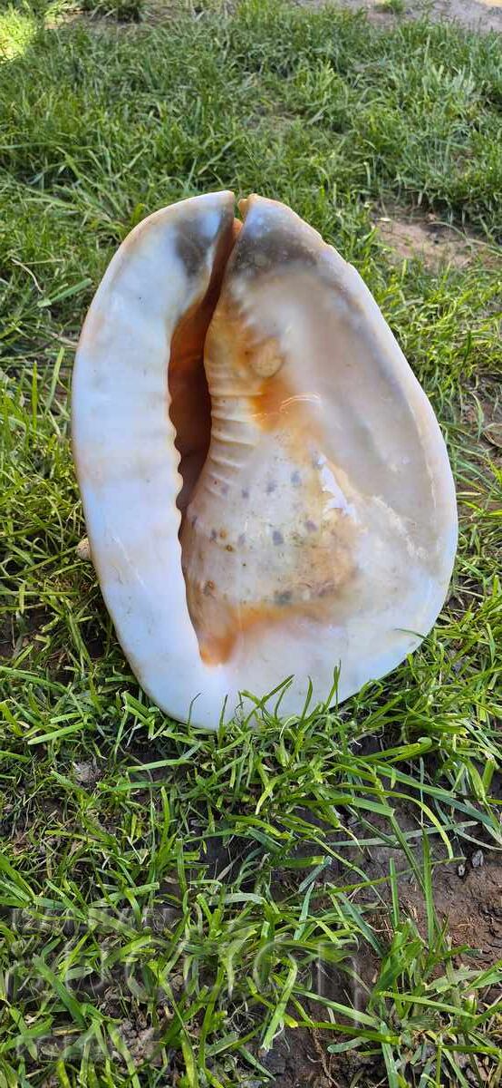 ΚΟΧΥΛΙ - ΥΠΕΡΟΧΟ - ΤΕΡΑΣΤΙΟ