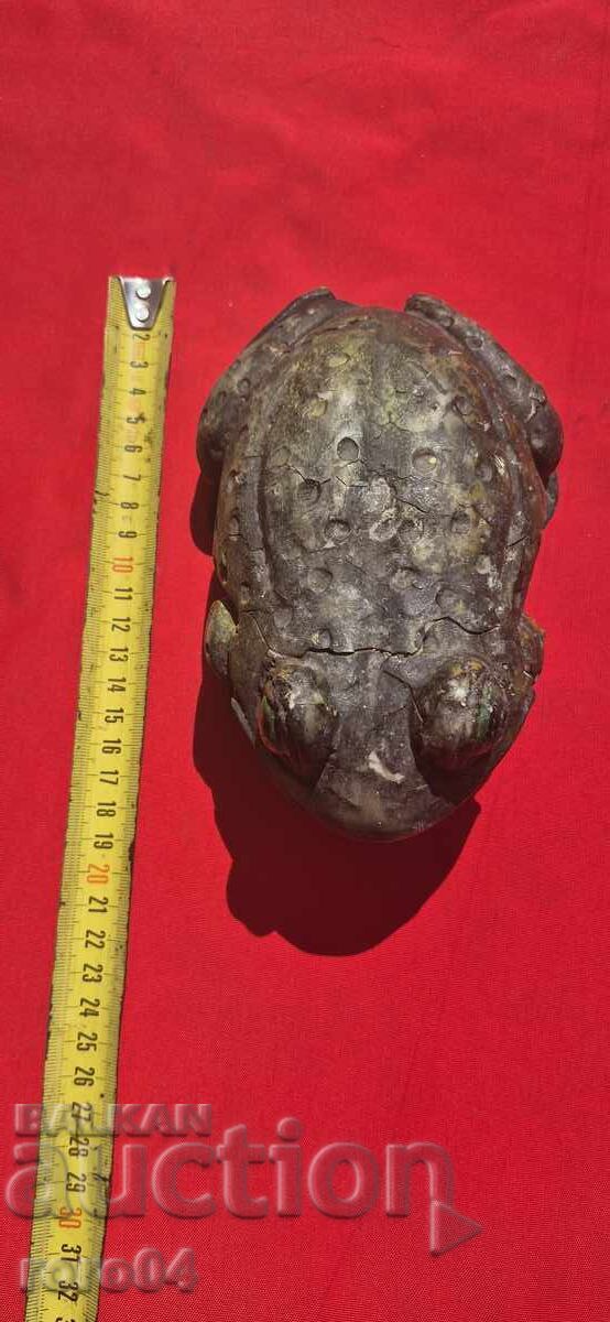 ΔΕΝΔΡΟΒΑΤΡΑΧΟΣ - 6