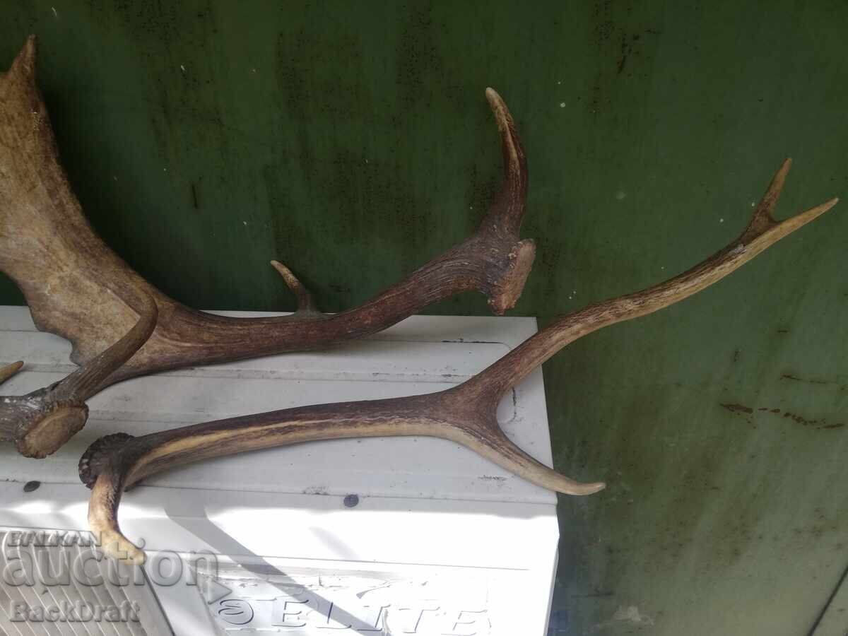 Auction  2 pieces of old antlers, antler from Fallow Deer