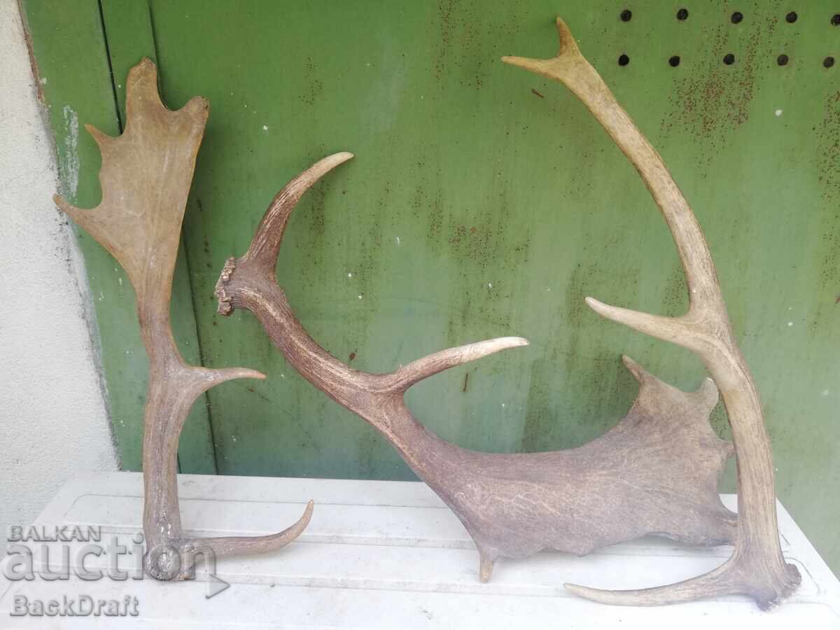 Delivery of 2 pieces of old antlers, antler from Fallow Deer