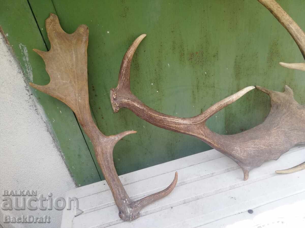2 pieces of old antlers, antler from Fallow Deer - 5