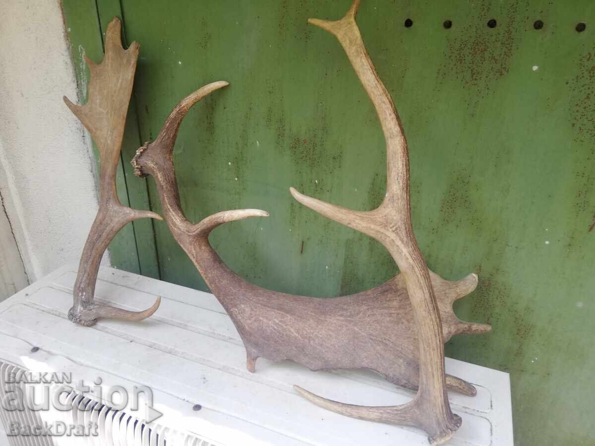 2 pieces of old antlers, antler from Fallow Deer - 6
