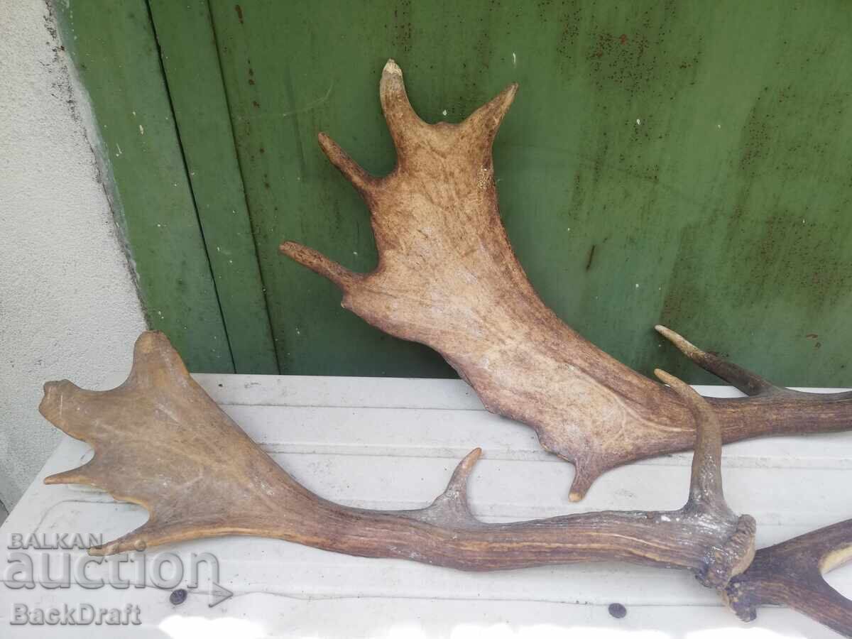 2 pieces of old antlers, antler from Fallow Deer - 7