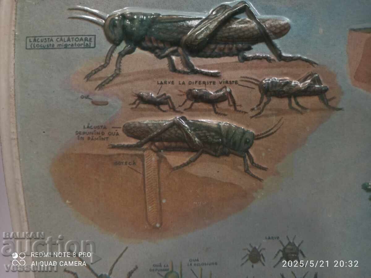 Παλιό εκπαιδευτικό μεγάλο ταμπλό, στάδιο, ανάπτυξη ακρίδα σκαθάρι με τιμή € 17.90 | 35.01 BGN